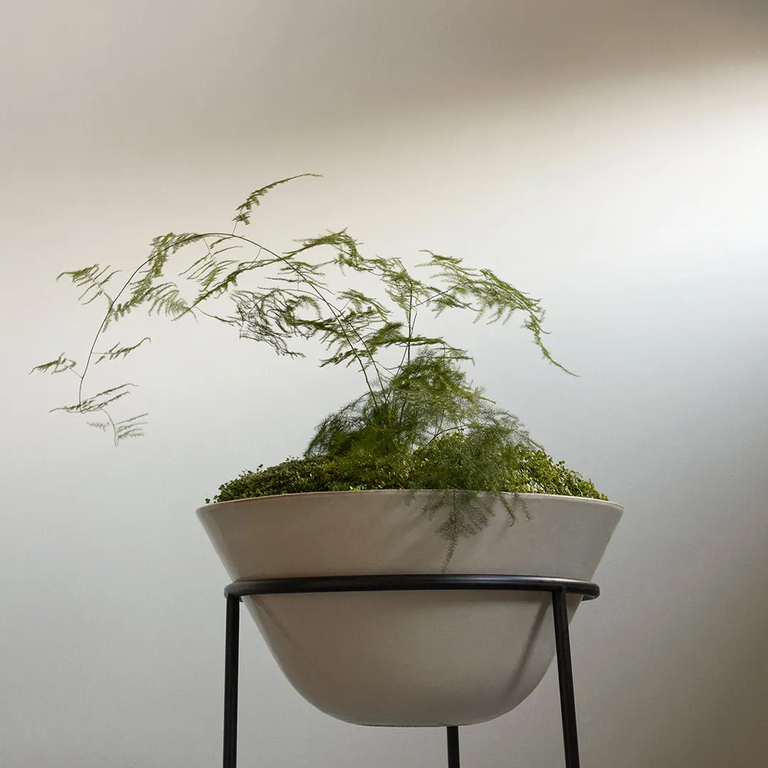 Daiza Planter